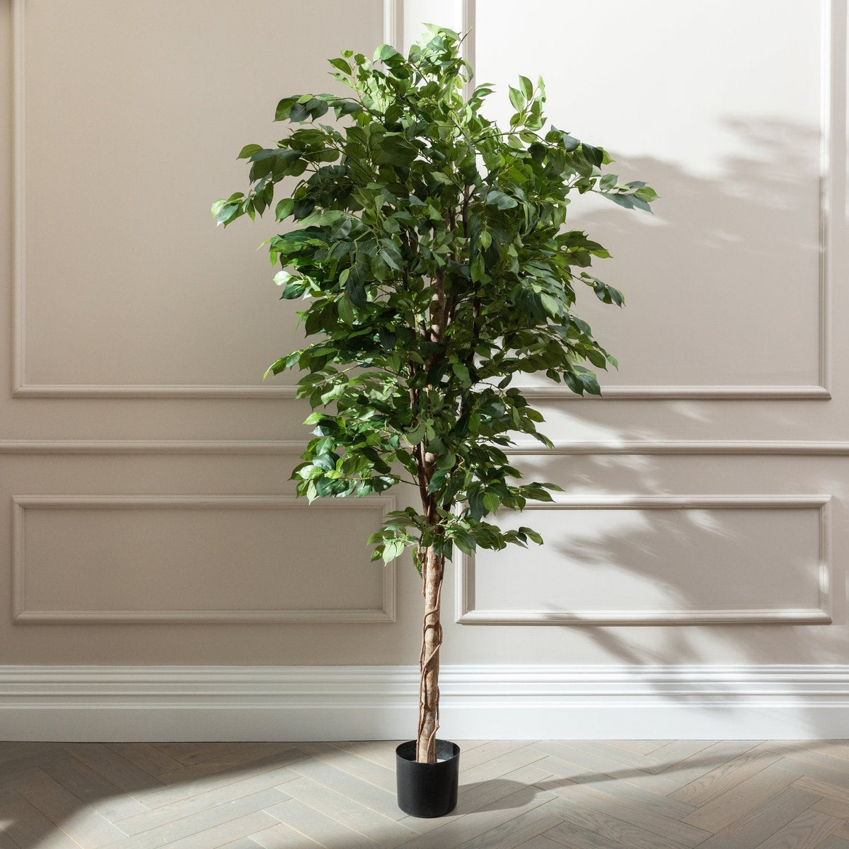 Ficcus Tree Block Ficus Trees – SixtySixDesigns